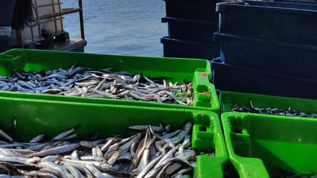 От днес влиза в сила забраната за риболов със заповед на министъра на земеделието, храните и горите