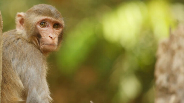 Маймуна алкохолик в Северна Индия получи доживотна присъда съобщава The