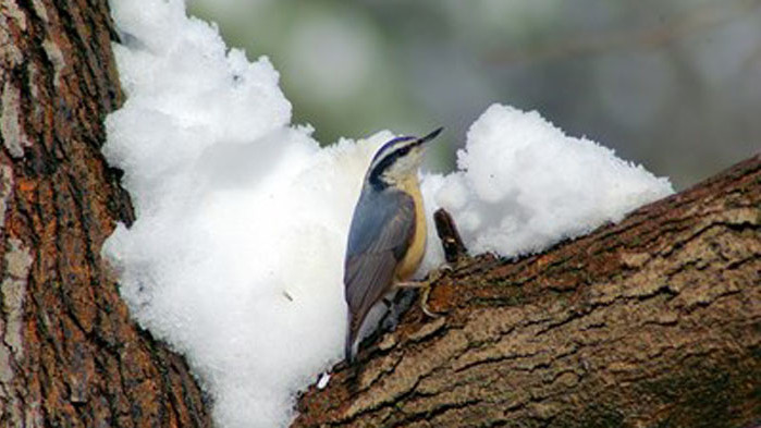 Учени обясниха защо птиците не замръзват през зимата