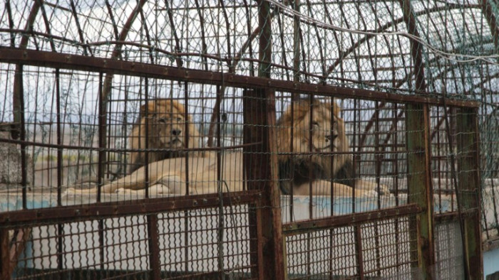 В продължение на години у нас животни се отглеждат в
