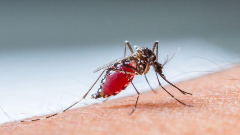 СЗО започва кампания за изкореняване на маларията в 25 държави до 2025 г.