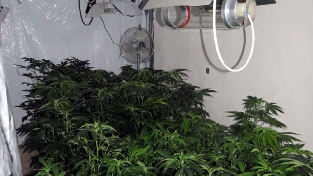 Обвинения за отглеждане и за държане на марихуана в къща