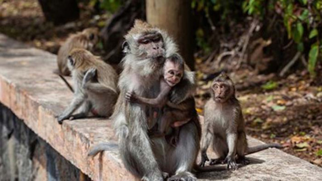 Маймуни избягаха от зоопарк в югозападната част на Германия за