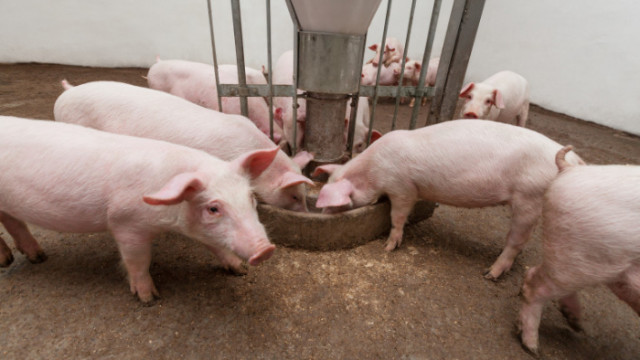 Всички индустриални свинекомплекси в България вече могат свободно да търгуват