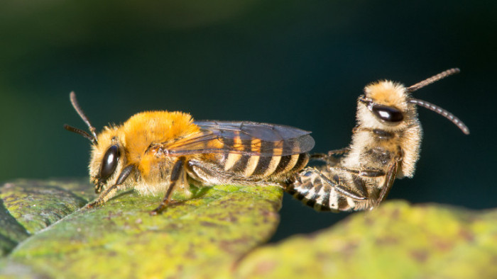 Пчелите, размножаването, организацията в кошера и какво не знаем за насекомите