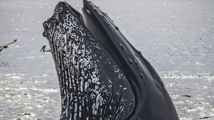 Сив кит, отклонил се далеч от Тихия океан, е бил