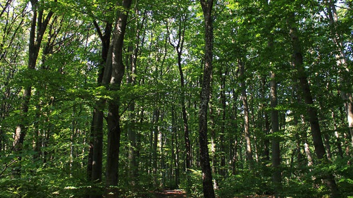 Национално състезание Горски многобой“ ще се проведе от 10 до
