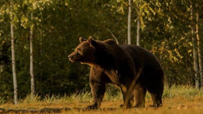 Скандал: най-голямата мечка в Европа убита от принц на Лихтенщайн
