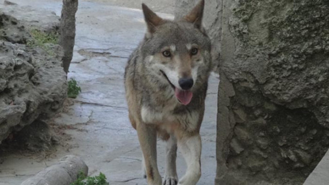 Днес Зоокъта във Варна празнува рождения ден на вълкът Амарок