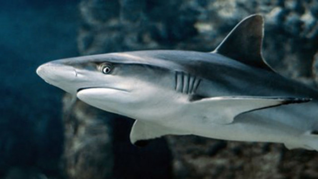 Акулите притежават естествен джипиес и се ориентират по магнитното поле