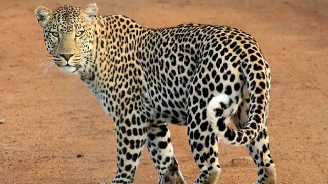 Властите усилено издирваха в понеделник избягал леопард в северната част