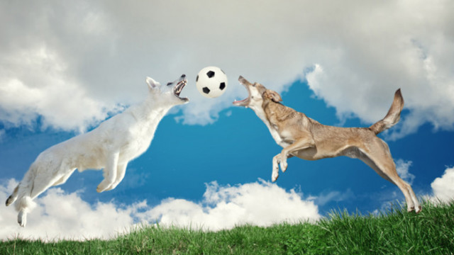 Кучетата точно както нас хората имат различни характери Някои са