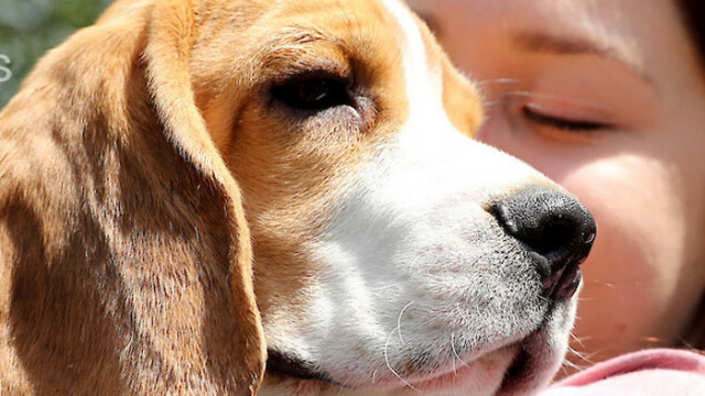 Порталът Spruice Pets е съставил списък от 10 породи кучета