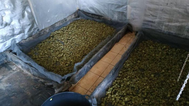 Разкриха оранжерия за марихуана във Варна