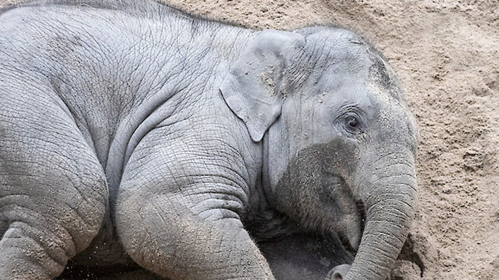 Мълния уби стадо от 18 индийски слона