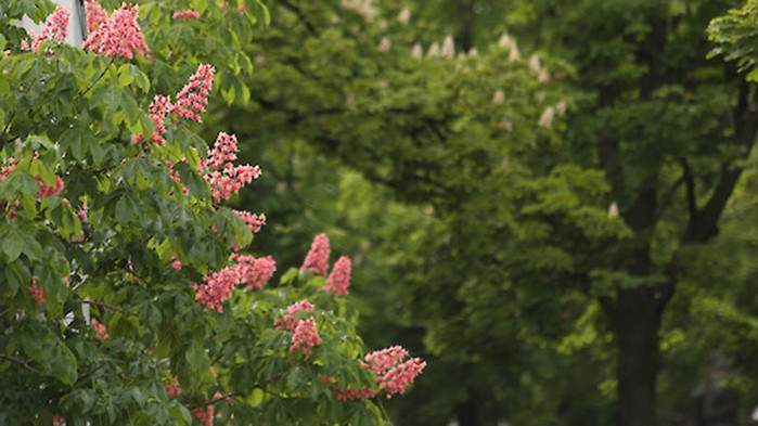 Днес ще бъде предимно слънчево. Купесто-дъждовна облачност ще се развива