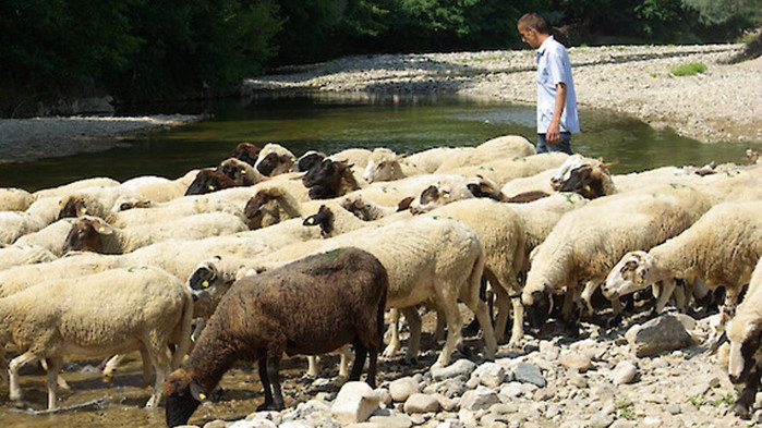 От 2005 г. България е загубила 72% от животновъдството и