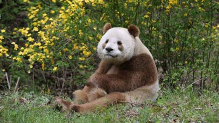 Дива кафява панда беше заснета в планината Цинлиншан, северозападната провинция