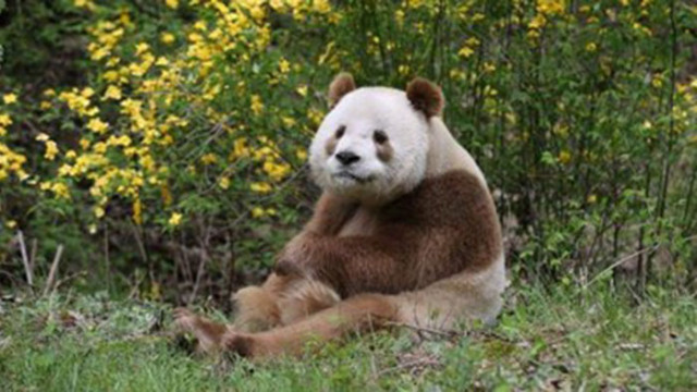 Дива кафява панда беше заснета в планината Цинлиншан северозападната провинция