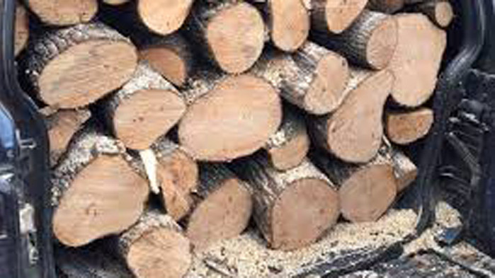 Районен съд - Варна глоби мъж за незаконно извозване на дърва от горския фонд