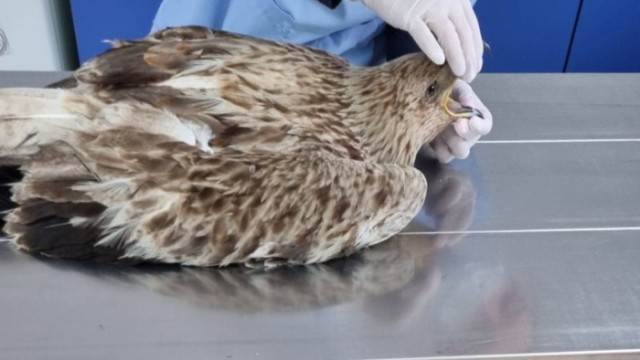 Спасиха царски орел в Карнобат Орелът е бил намерен около сметището