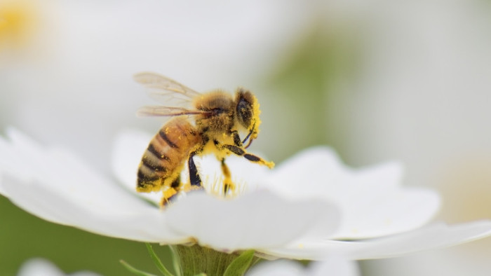 Пчелите са сред от животинските видове, които изчезват с много бързи