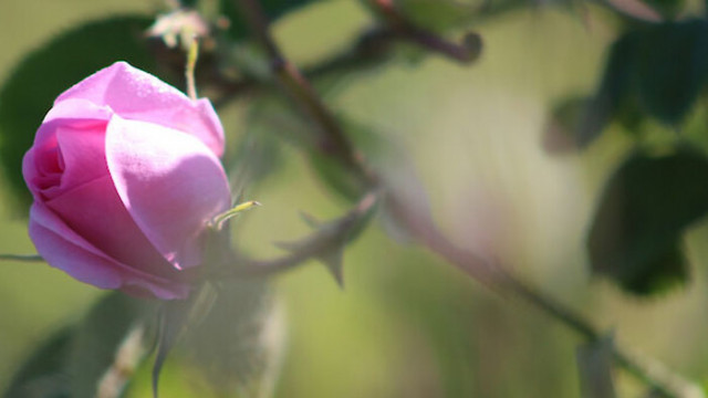 В Казанлък се проведе традиционният Празник на розата за 118 ти