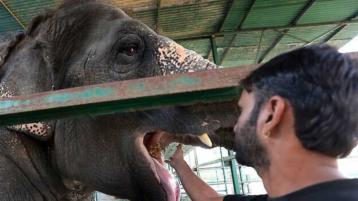 Индийските власти тестваха 28 слона за COVID-19 в горски резерват