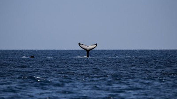 В южната част на Атлантическия океан е забелязан кит, който
