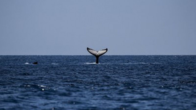 В южната част на Атлантическия океан е забелязан кит който