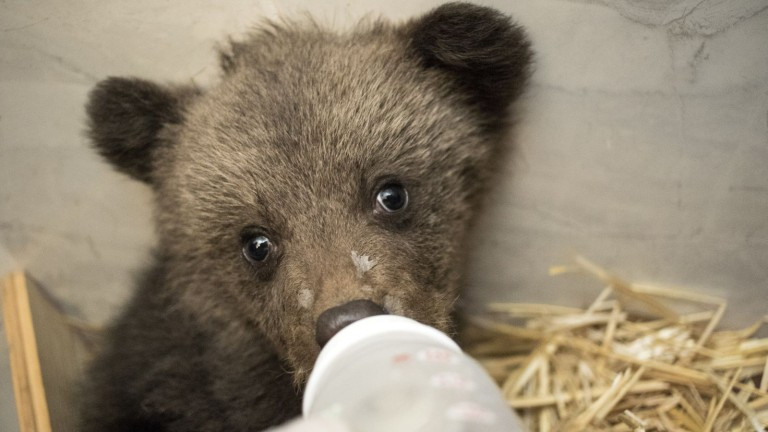 Трето мече е спасено днес от РИОСВ - Смолян в