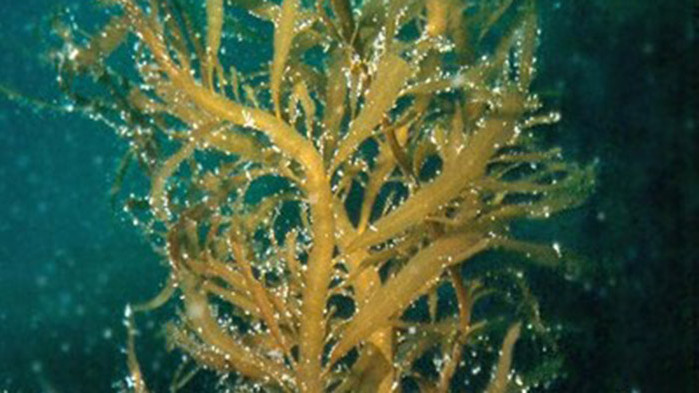 Саргасум или кафявите водорасли - вид бързо разпространяващ се микроорганизъм,