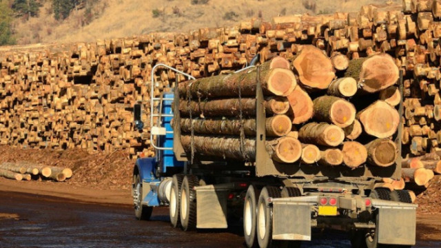 Цените на дървения материал най сетне се връщат към земята пише