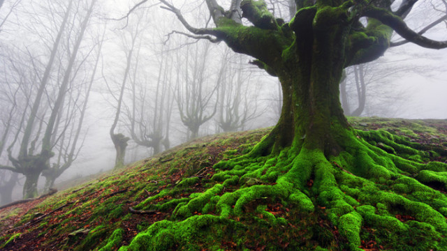 Природният парк Горбея е познат и с името мистичната гора