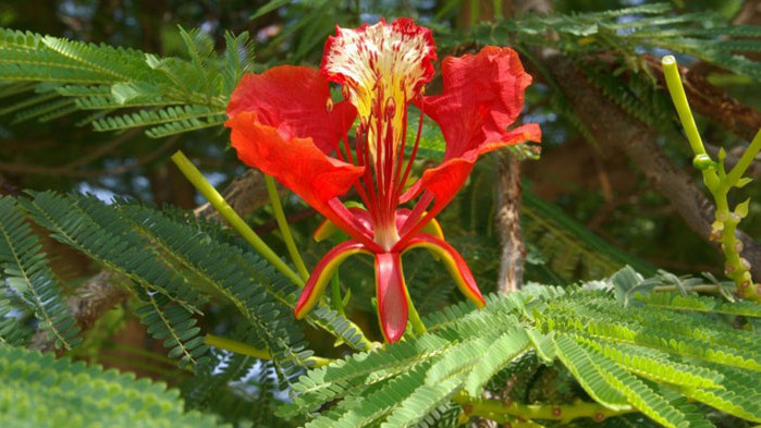 Вълшебната папрат – цветето на Перун