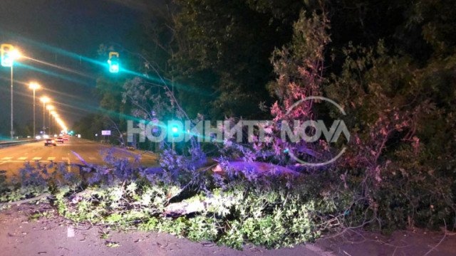 Паднало дърво блокира частично Цариградско шосе  тази вечер Зрители на NOVA сигнализираха