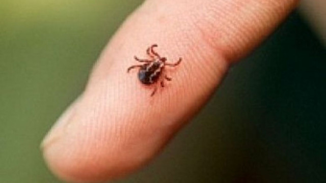 Лекари алармират за бум на ухапани от кърлежи Те отдават