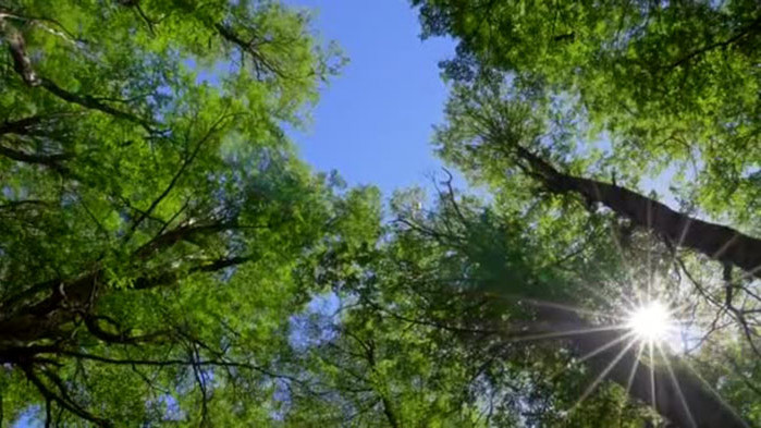 ОвенДнес ще очаквате от своя любим човек някакви определени действия,