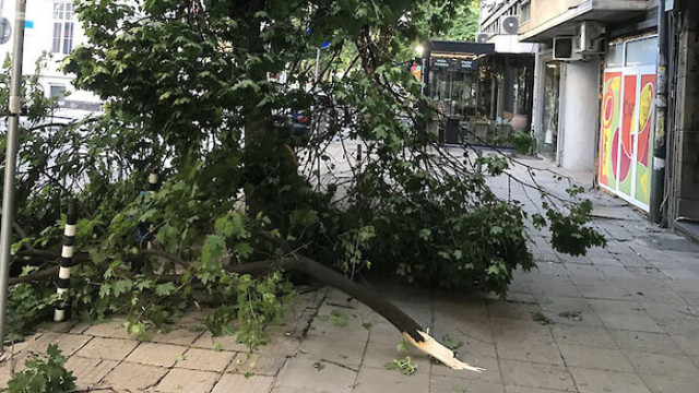 Голям клон от дърво падна в центъра на София след