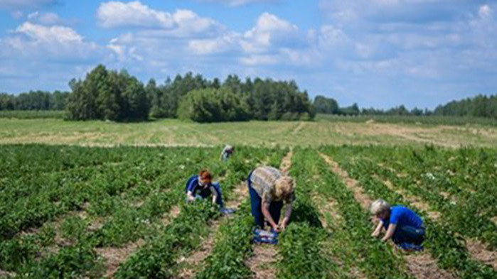 Селскостопанската работа на открито в следобедни часове през най-горещите дни