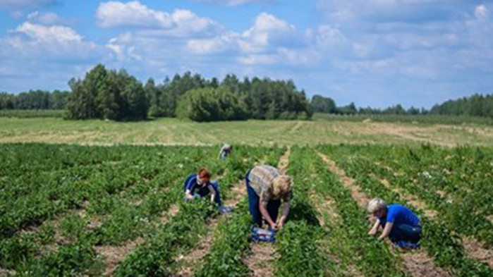 След смърт на мигрант в Италия - забрана за работа на полето в горещите часове от деня