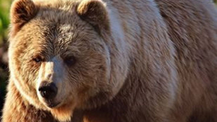 Пострадалата е в стабилно състояние в болницата в Разлог 33-годишна