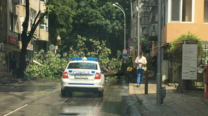 Бурята във Варна събори дърво, има сигнали и за други инциденти (СНИМКИ и ВИДЕО)
