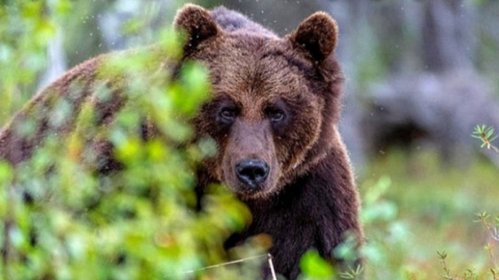Мечката, която преди дни нападна жена край Белица, няма да