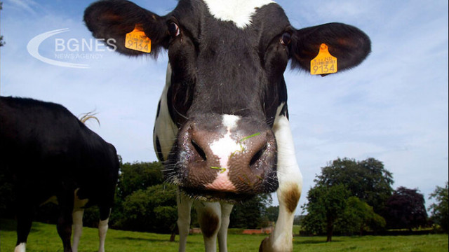 Бактерии открити в стомаха на кравите може да са отговорът