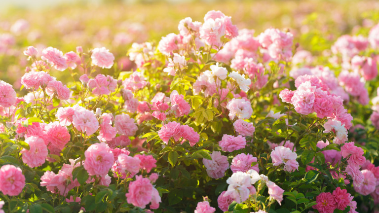 Европейската комисия (ЕК) одобри българска схема в размер на 1,5 милионa