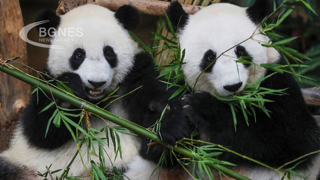 Гигантските панди вече не са класифицирани като застрашен вид но