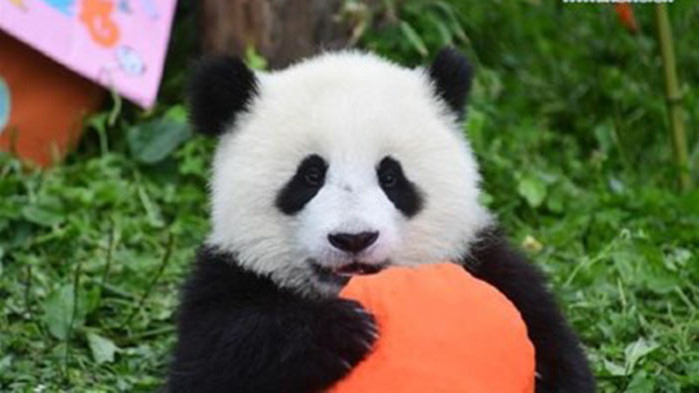 Гигантските панди вече не са застрашен вид в Китай, но защитата им няма да бъде отслабена