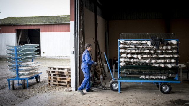Дания съобщи че изравя и кремира последните от набързо погребаните милиони