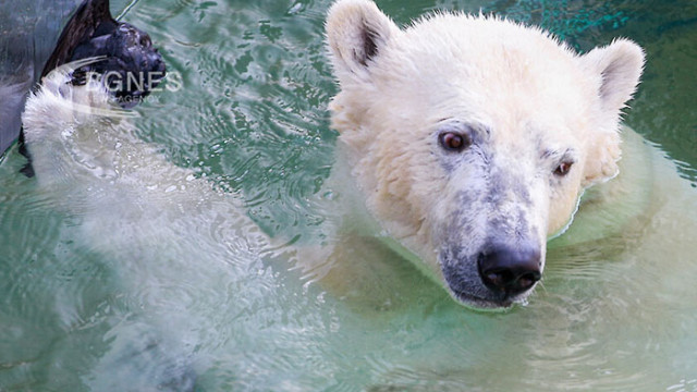 Победителят в класацията на най големите мечки в света е полярната